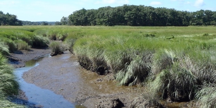 View of a Plum Island salt marsh.