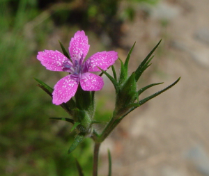 One of the invasive plants found in the experiment, Dianthus armeria