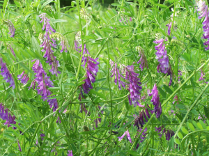 The invasive legume plant, hairy vetch, growing in the field.