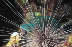 The vegetarian sea urchin Diadema antillarum.