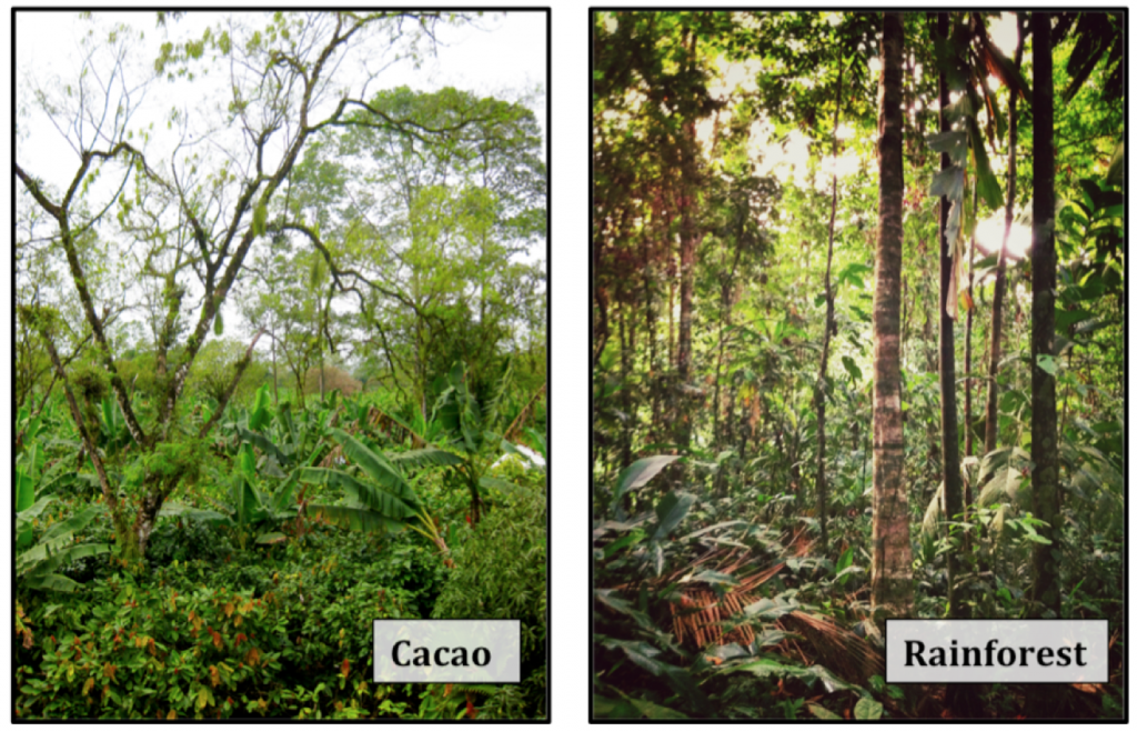 rainforest and cacao plantation