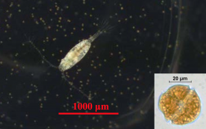 Figure 2: A photograph of a copepod (left) and the toxic alga Alexandrium sp. (right).