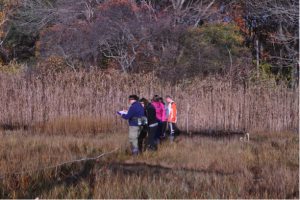 Students collecting data on the plant species present in the marsh using transects. Every 1m along the tape, students observe which plants are present. Phragmites is the tall grass that can be seen growing behind the students.