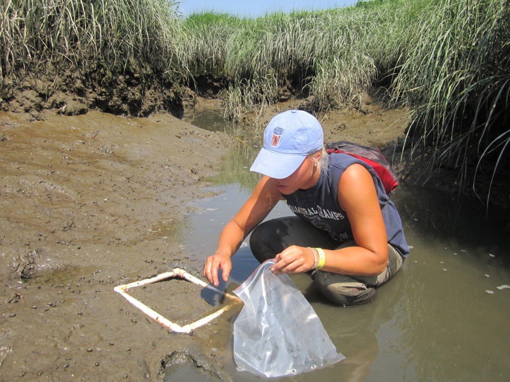 Scientist, Harriet Booth, counting and collecting mudsnails from a mudflat at low tide.