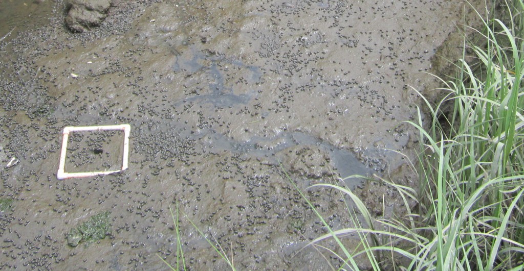 Mudsnails on a mudflat, and the quadrat used to study their population size.