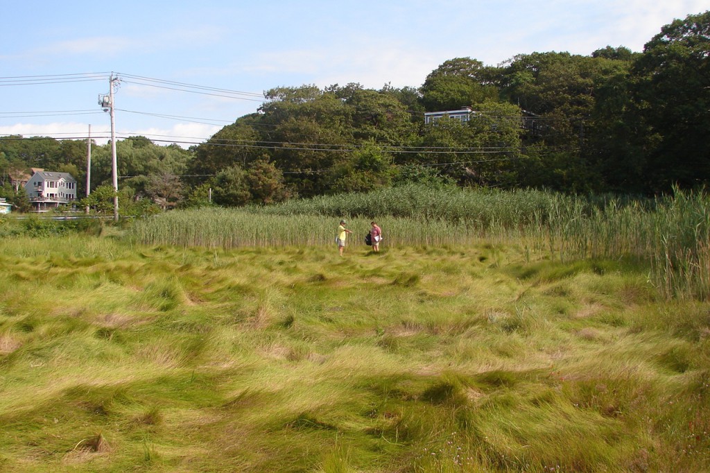 View of Saratoga Creek Salt Marsh several years after restoration, showing location of one of the transects. Native grasses are growing in the foreground.