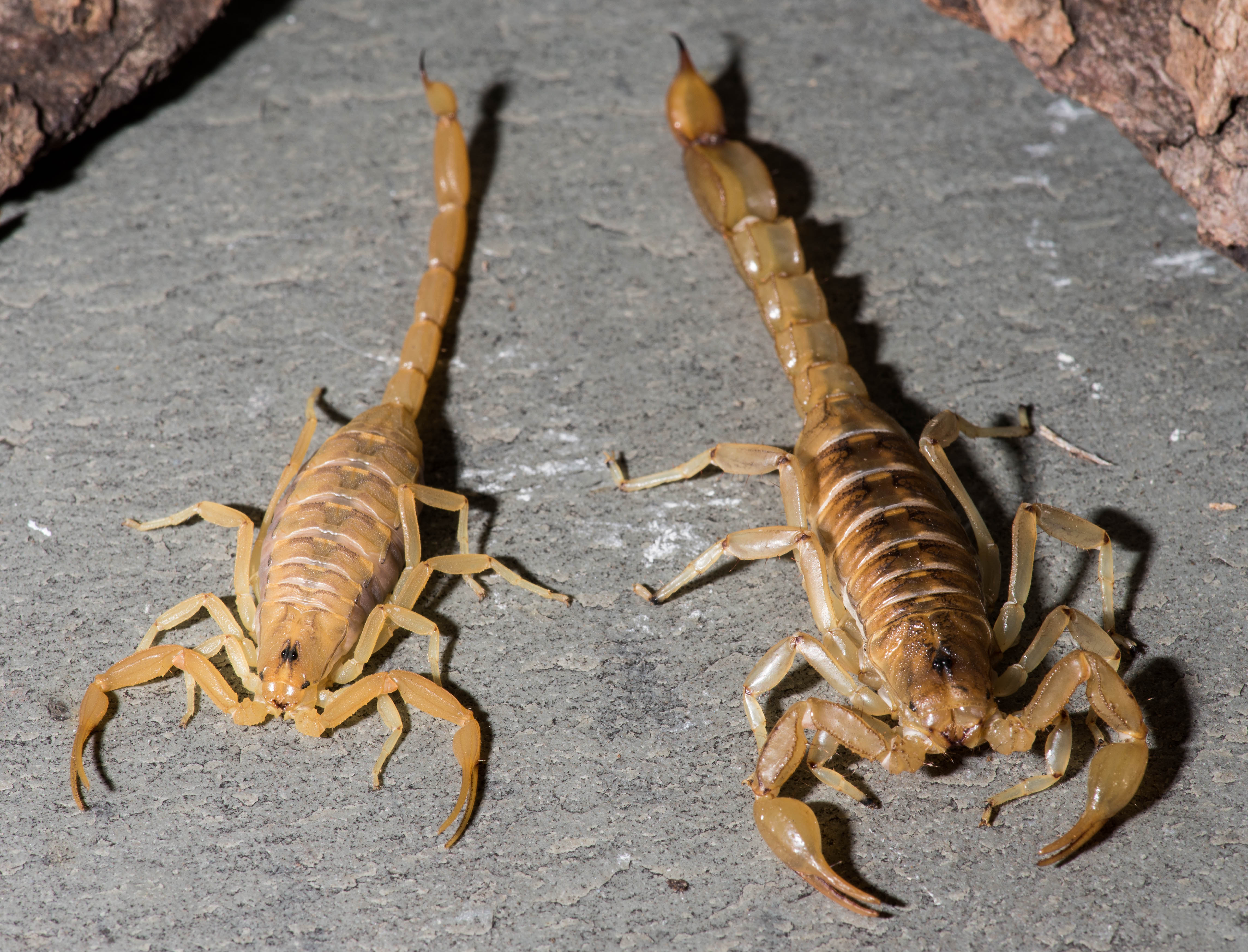 striped tail scorpion