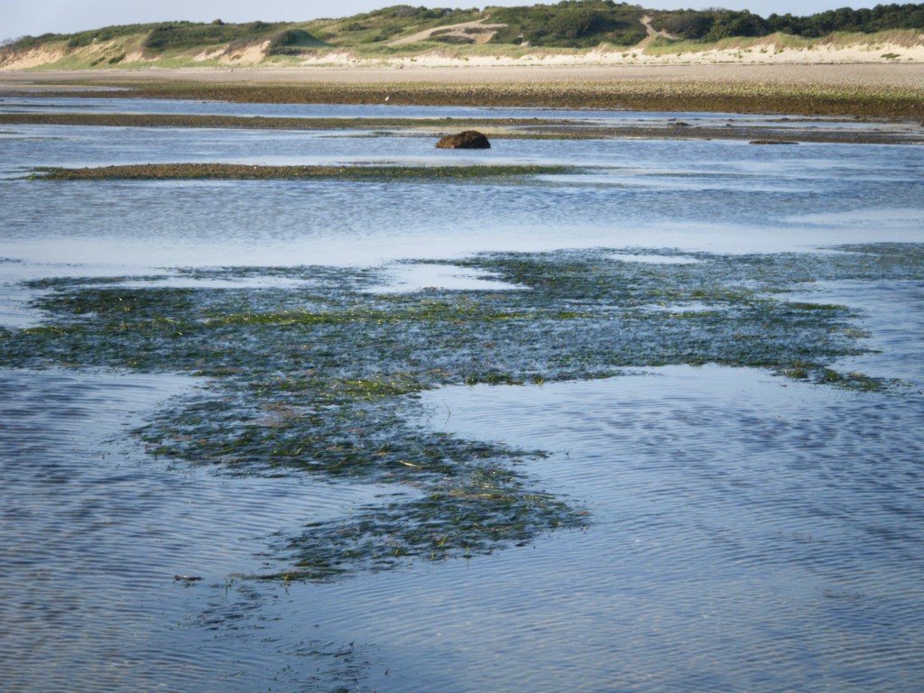 Native eelgrass growing in Essex Bay, an area within the Great Marsh