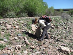 Scientist Mélanie Banville searching for reptiles in the Central Arizona-Phoenix LTER. Her and Heather Bateman’s Data Nugget, “Lizards, Iguanas, and Snakes! Oh My!”