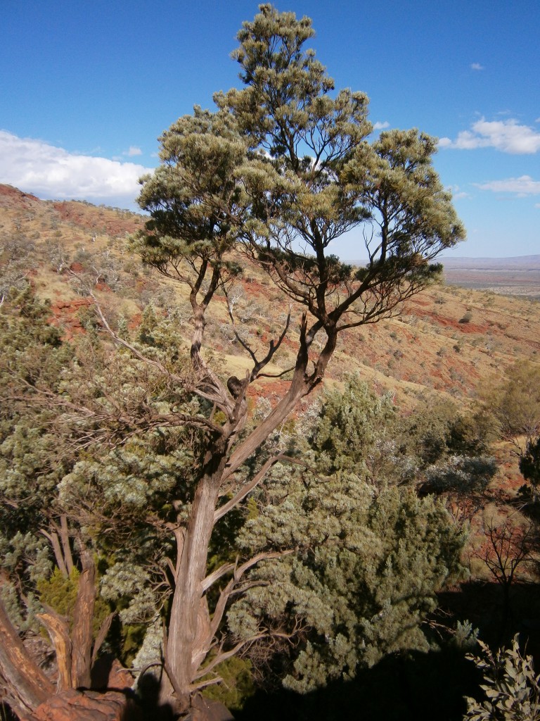 A cypress pine, or Callitris columellaris. This species is able to survive in Australia’s dry climates.