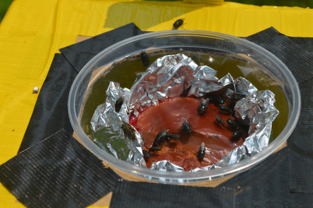 Control bait cup with a large number of blow flies on the chicken liver