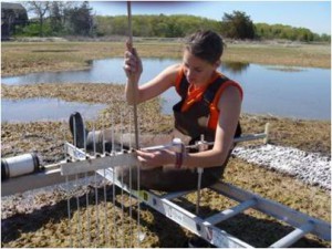 Researcher Sam Bond taking Sediment Elevation Table measurements in Plum Island Ecosystems Long Term Ecological Research site. For more information on this research, check out Anne Giblin’s Data Nugget, “Keeping Up With the Sea Level”.