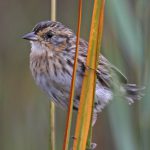 Saltmarsh-Sparrow-104-cr