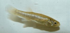 Mummichogs are a small species of fish that live in tidal marshes all along the Atlantic coast of the United States. 