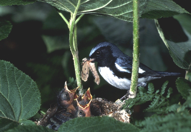 Male Black-throated Blue Warbler feeding nestlings. Nests of this species are built typically less than one meter above ground in a shrub such as hobblebush. Photo by N. Rodenhouse.