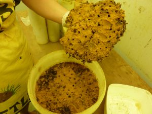 To keep beetles alive in the lab, Erin set up a bucket with sand, and placed one pile of dung in the center. Female beetles dug tunnels below the dung.