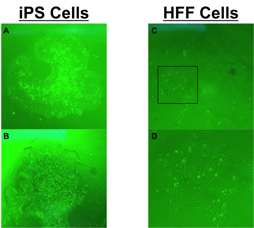 iPS cells display different gene expression and physical appearance than HFF cells: Figures A and B are low magnification images of two different iPS cell colonies. iPS cells are usually small, round, and like to grow in circular-like colonies. Figures C is a low magnification image of HFF cells. HFF cells tend to appear long and slender almost like trees. Generally, HFF cells like to grow near each other, but not in colonies. Figure D is a higher magnification image of the black box in figure C, showing a group of HFF cells growing in close proximity with each other. 