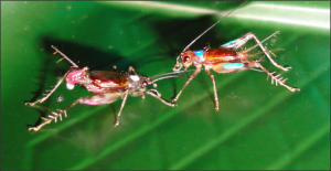 Mating pair of Hawaiian swordtail cricket with macrospermatophore on the male (left). The male and female (right) are marked with paint pens for individual identification.