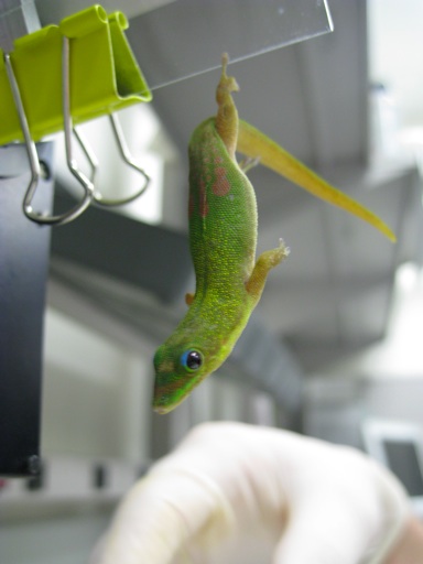 Travis in the lab measuring the stickiness of a gecko’s toe.