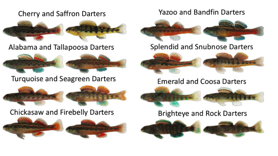 darters