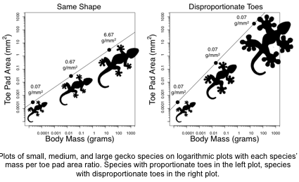 gecko-graph