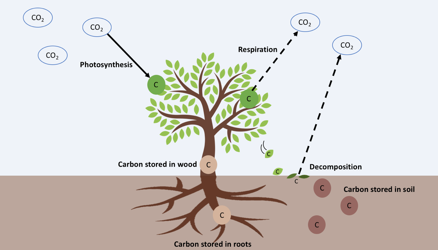 Gcse Carbon Cycle A4 Poster To Label Sample Worksheet