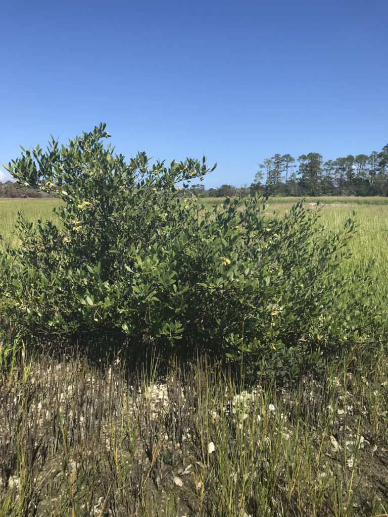 mangrove in marsh