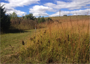 These are two different experimental plots within the large field experiment at Konza Prairie Biological Station. The one with lots of trees is an unburned plot, the one with lots of grass is a burned plot. 