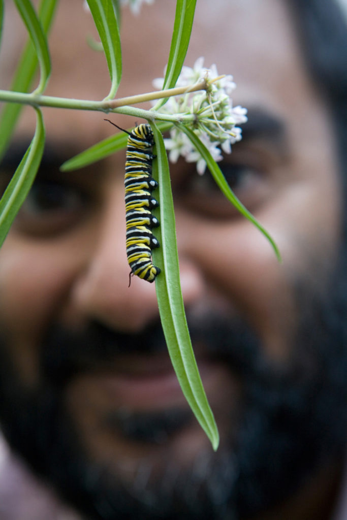 CSUN Student Receives Grant to Increase Habitat for Butterfly