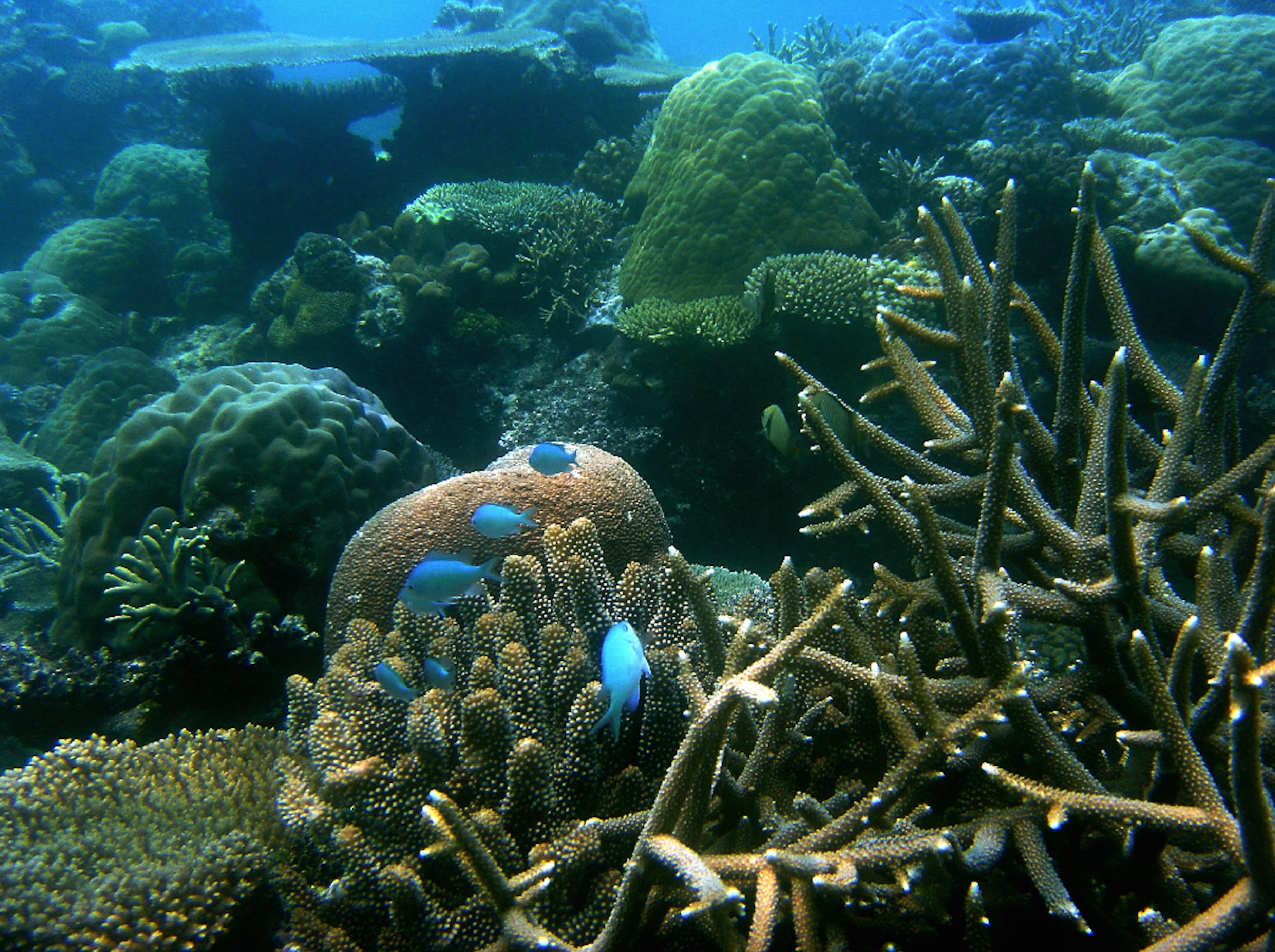 Coral life. Кораллы в Хургаде. Тайна кораллового рифа. Шеппард жизнь кораллового рифа. Риф фото.