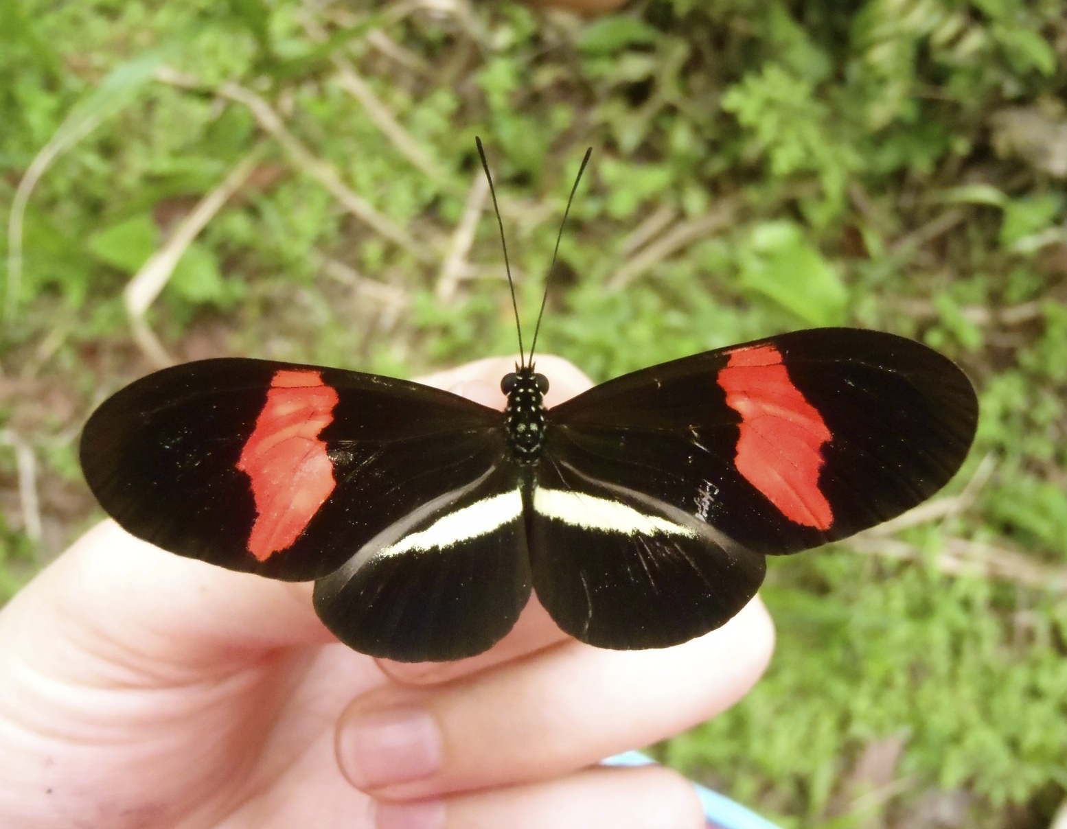 Black Butterfly Wings