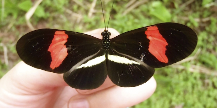 Why are butterfly wings so colorful?