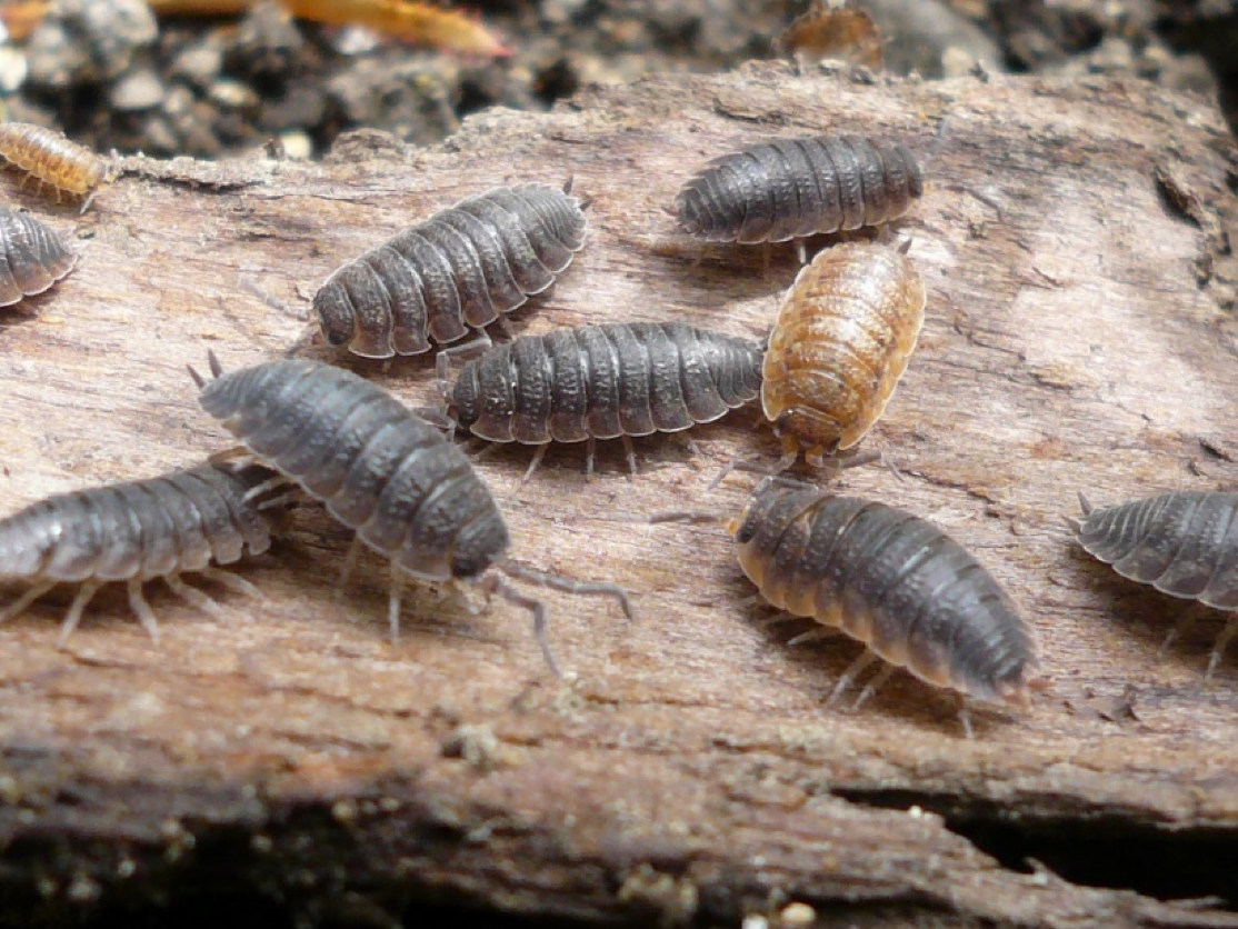 Which Would A Woodlouse Prefer Data Nuggets