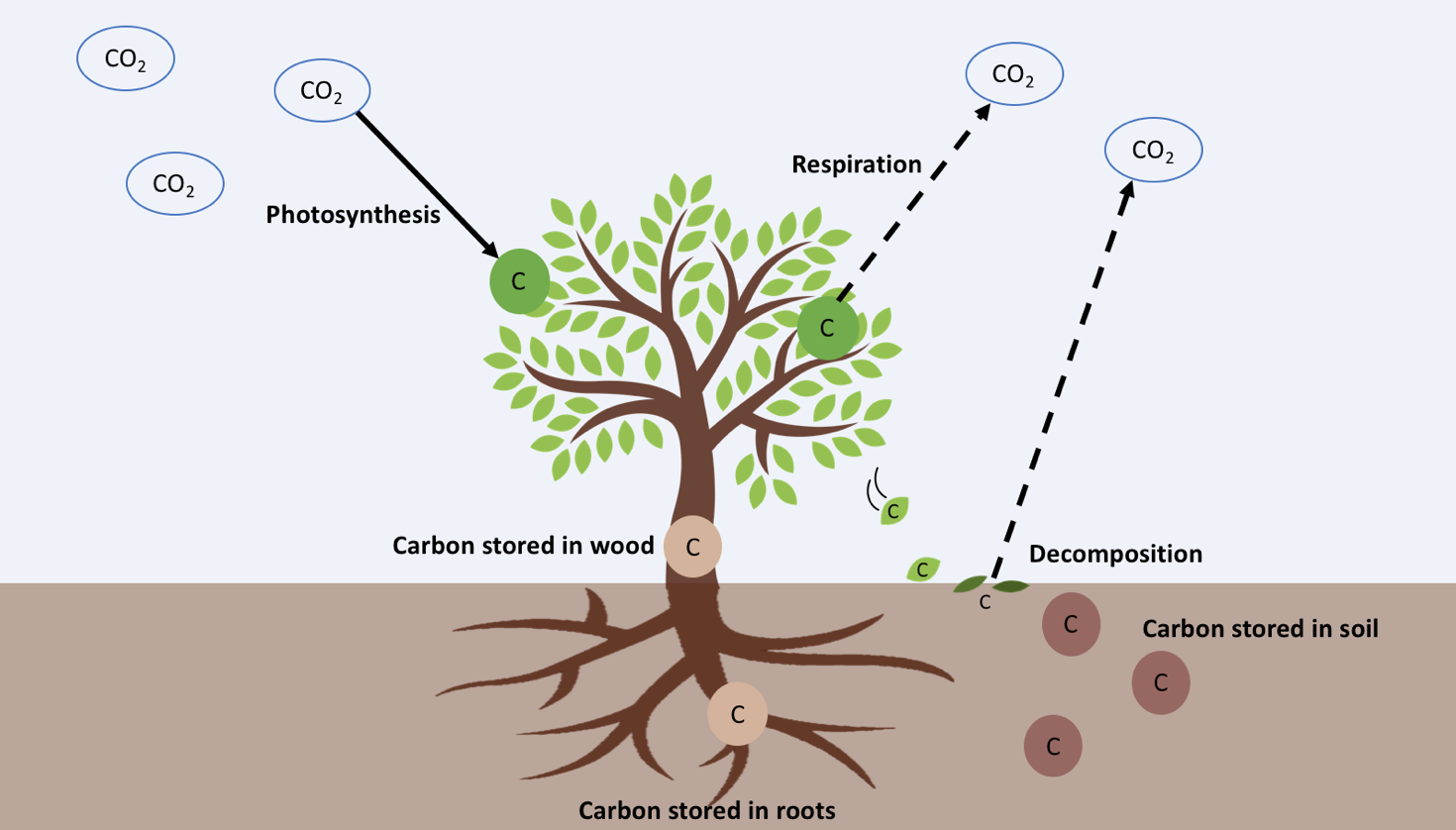 Фотосинтез дерева. Carbon in nature. Plant respiration. Фотосинтез фон.