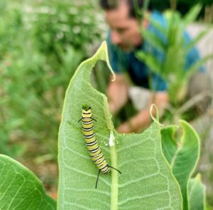 A monarch caterpillar on a milkweed leaf.