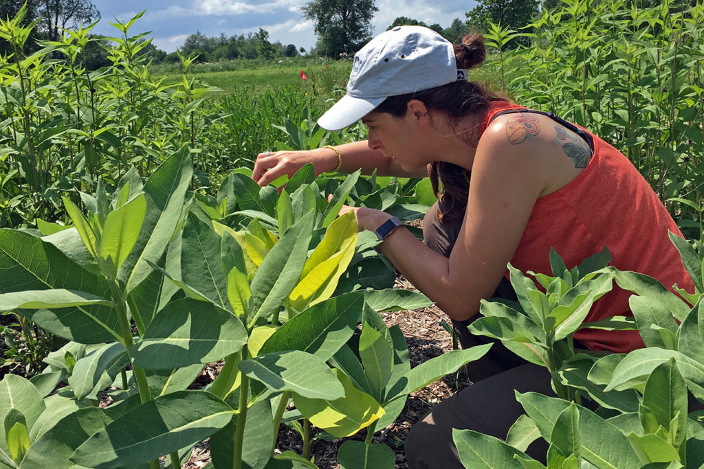 A scientist measuring a milkweed plant.