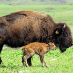 A bison mom and her calf.