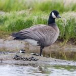 Cackling Goose next to a pile of goose poop, or feces