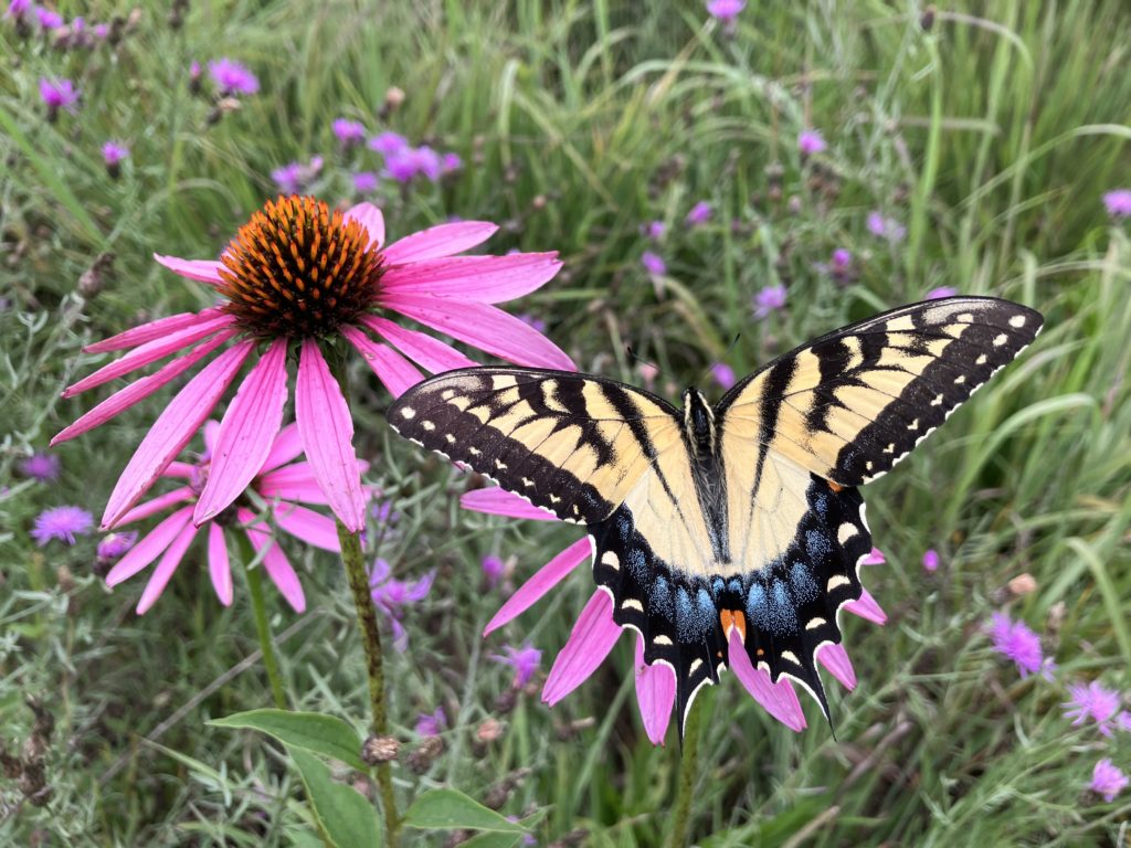 Butterfly on prairie flower.