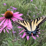 Butterfly on prairie flower.