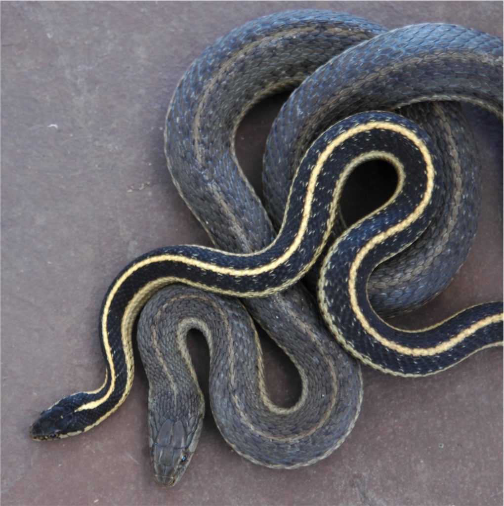 Fast living snake (grey checked)
Slow living snake (dark with yellow stripe)