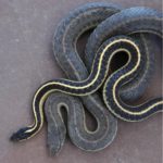 Fast living snake (grey checked) Slow living snake (dark with yellow stripe)